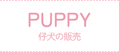 仔犬の販売